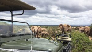 safari